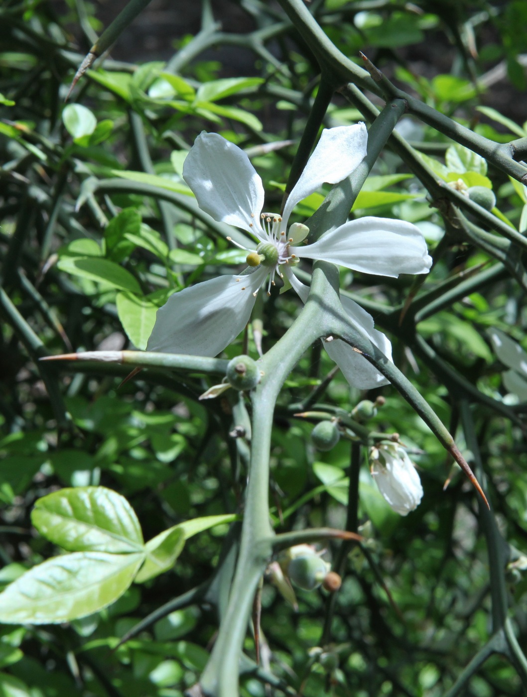 Изображение особи Poncirus trifoliata.