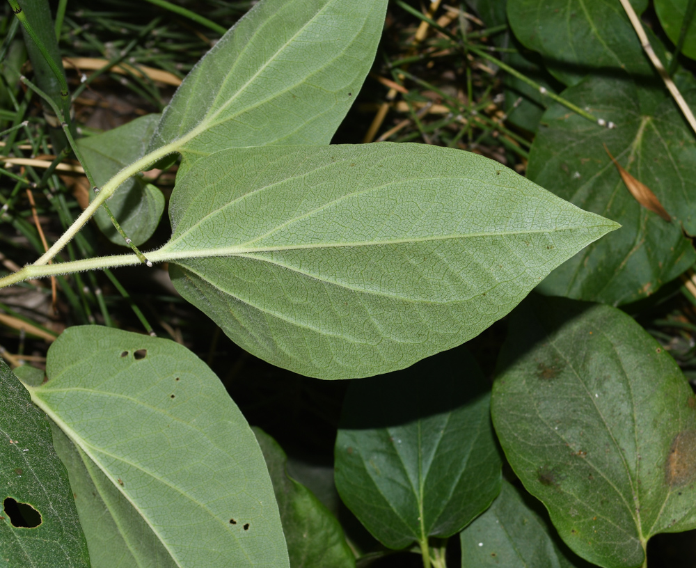 Image of Saururus cernuus specimen.