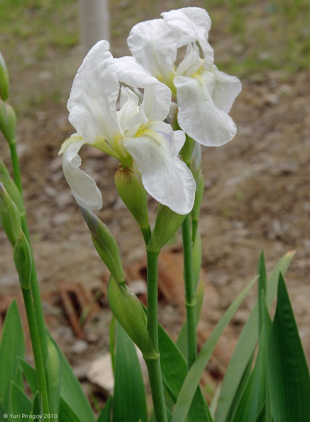 Image of Iris albicans specimen.