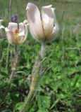 Pulsatilla violacea. Верхушка побега с цветком. Северная Осетия, гор. округ Владикавказ, окр. с. Чми, ок. 1500 м н.у.м., среднегорный луг. 07.05.2021.