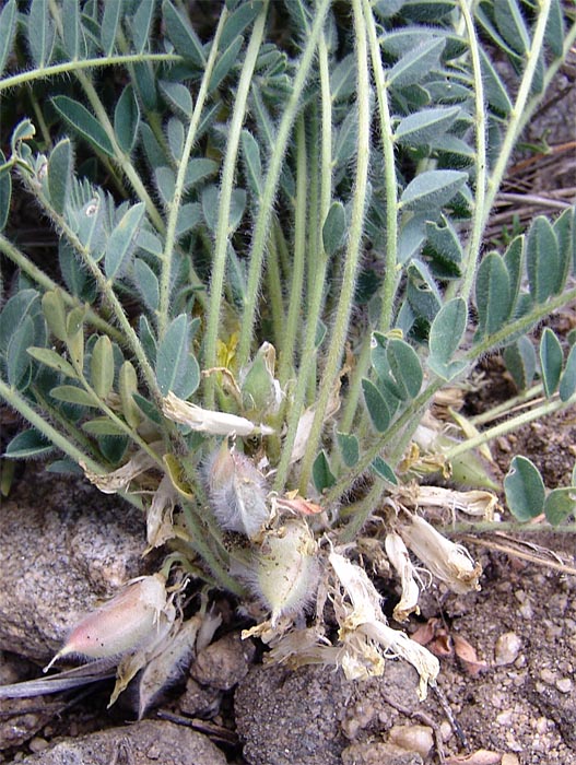 Изображение особи Astragalus polyphyllus.