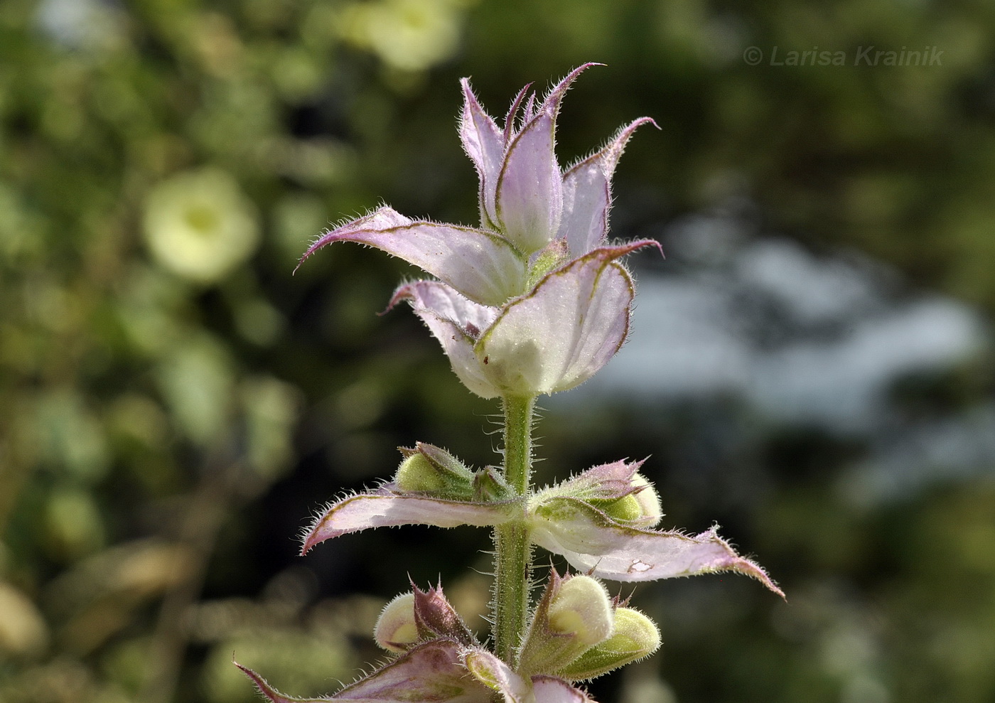 Изображение особи Salvia sclarea.