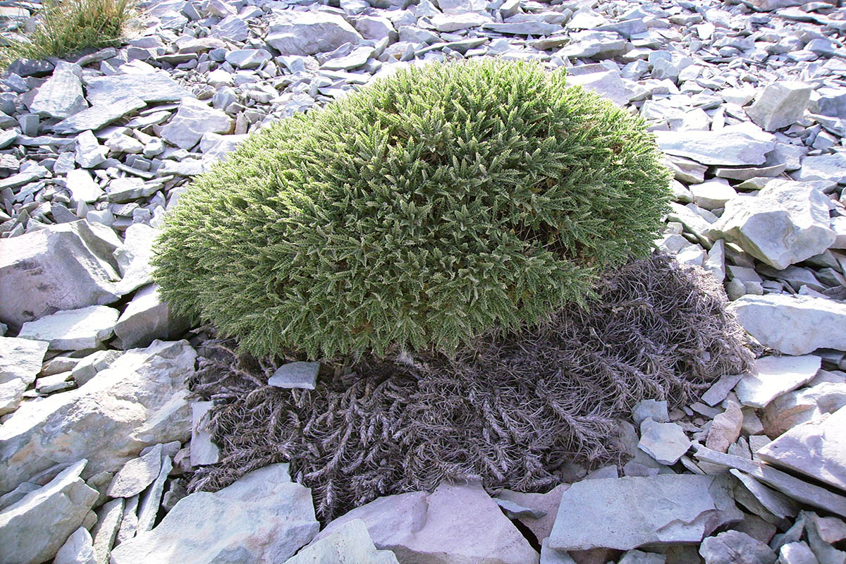 Image of genus Astragalus specimen.