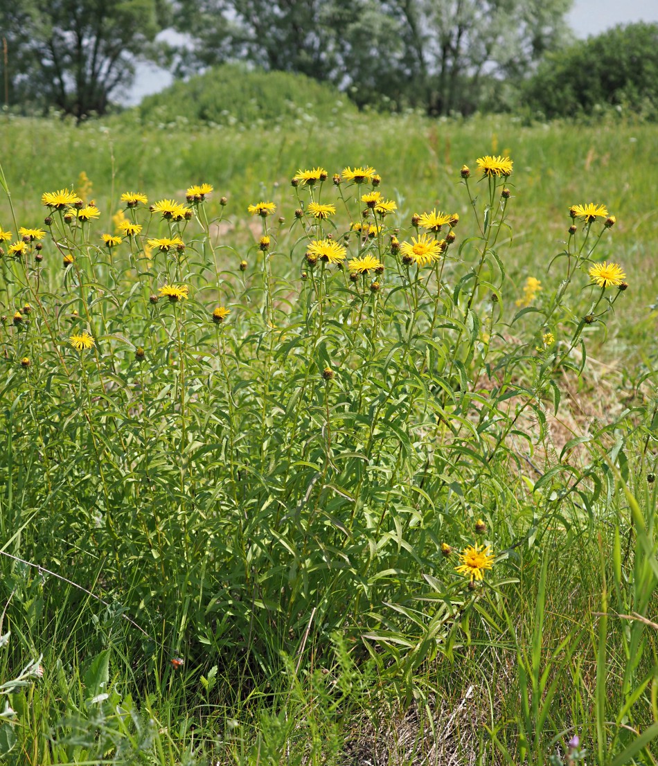 Image of Inula salicina specimen.