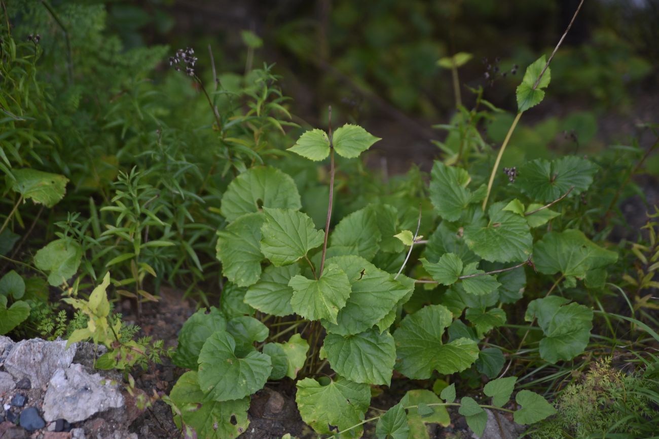 Image of Valeriana alliariifolia specimen.