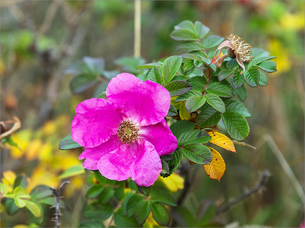 Image of Rosa rugosa specimen.