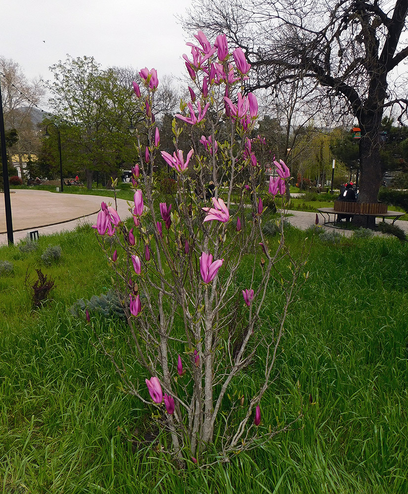 Image of genus Magnolia specimen.