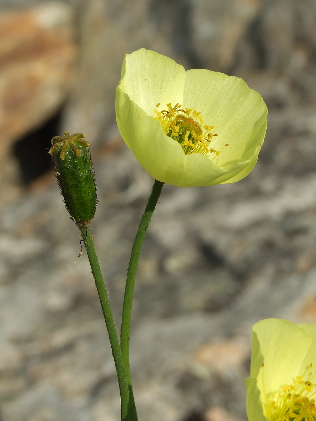 Изображение особи Papaver lapponicum.