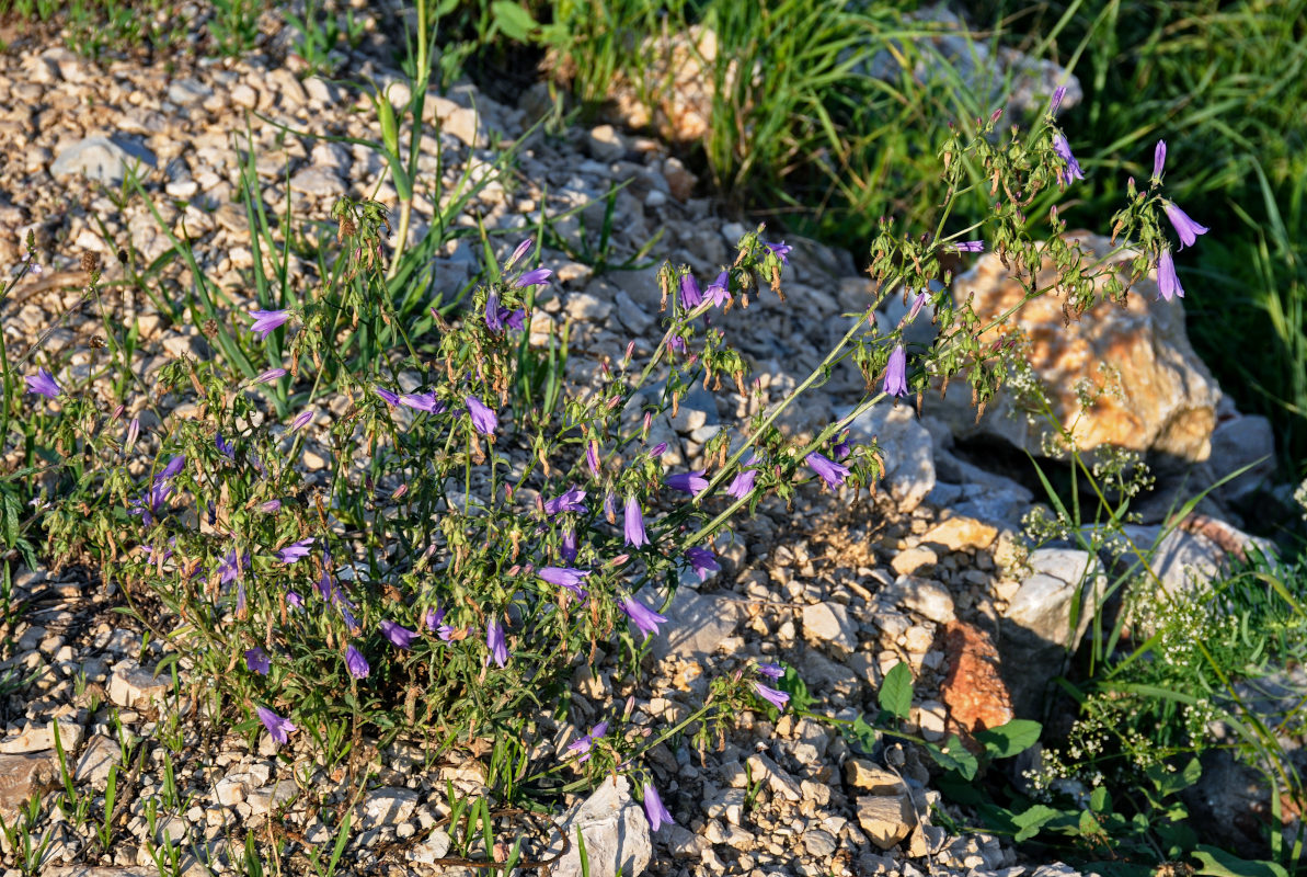 Image of Campanula sibirica specimen.