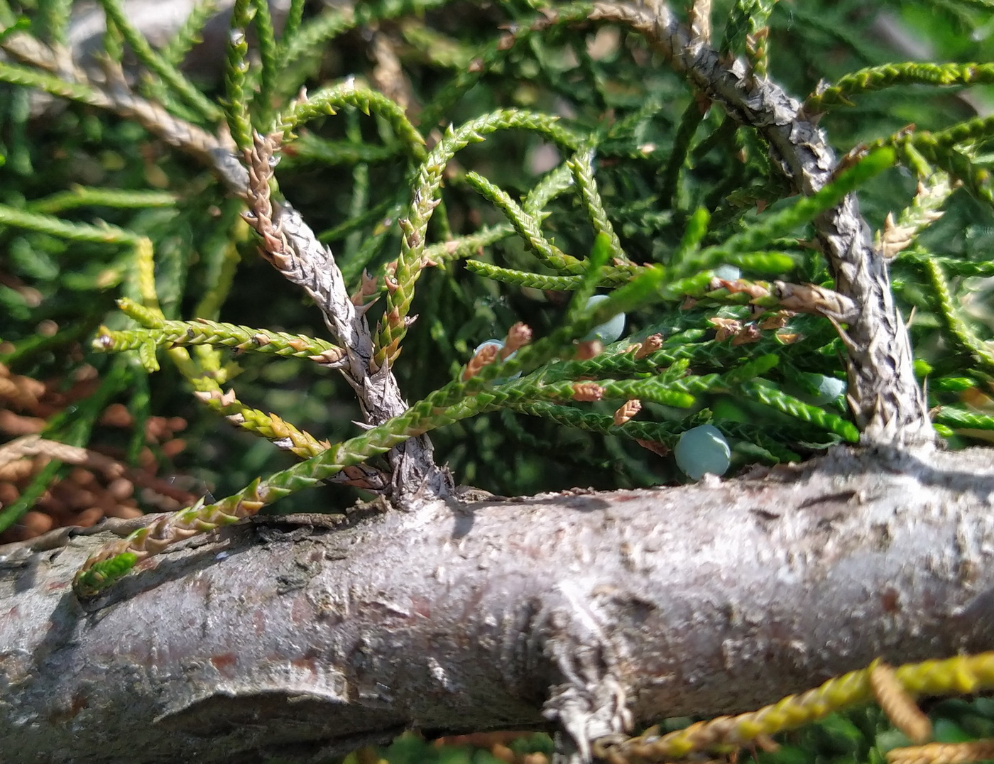 Изображение особи Juniperus virginiana.