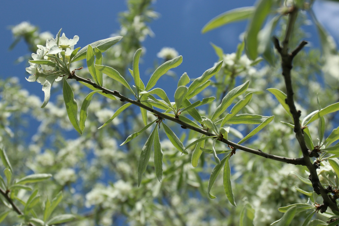 Image of Pyrus salicifolia specimen.