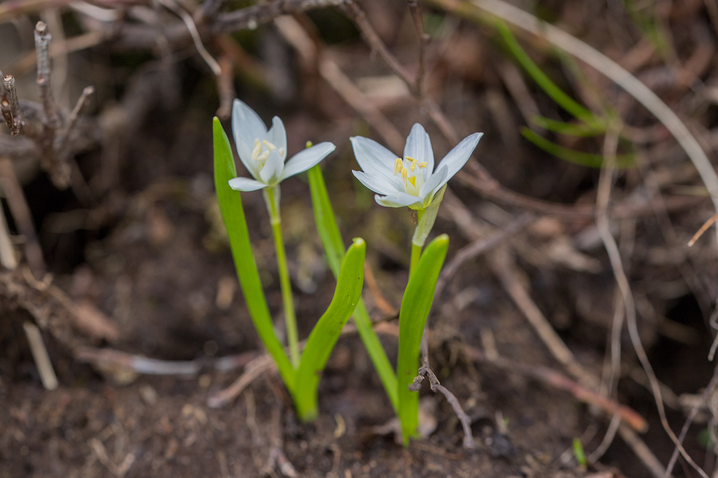 Изображение особи Ornithogalum balansae.