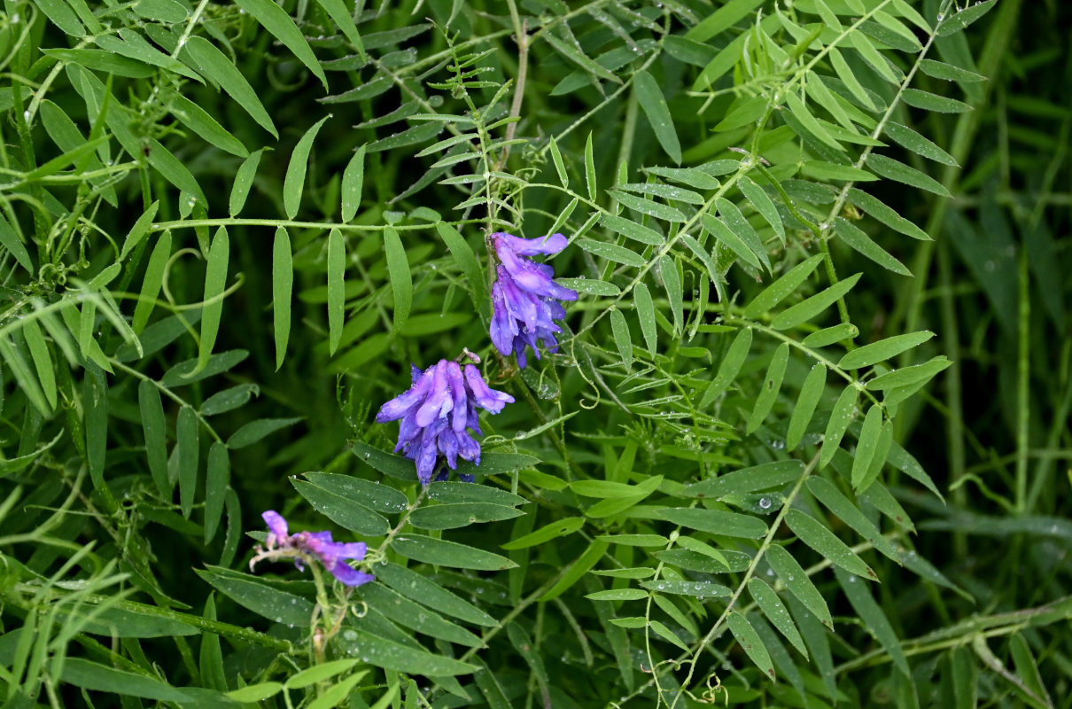 Image of Vicia cracca specimen.