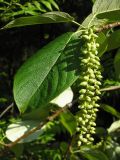 Populus suaveolens