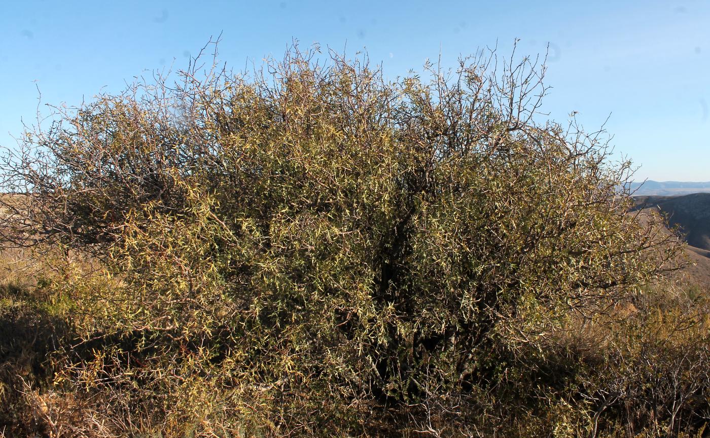 Image of Pyrus regelii specimen.