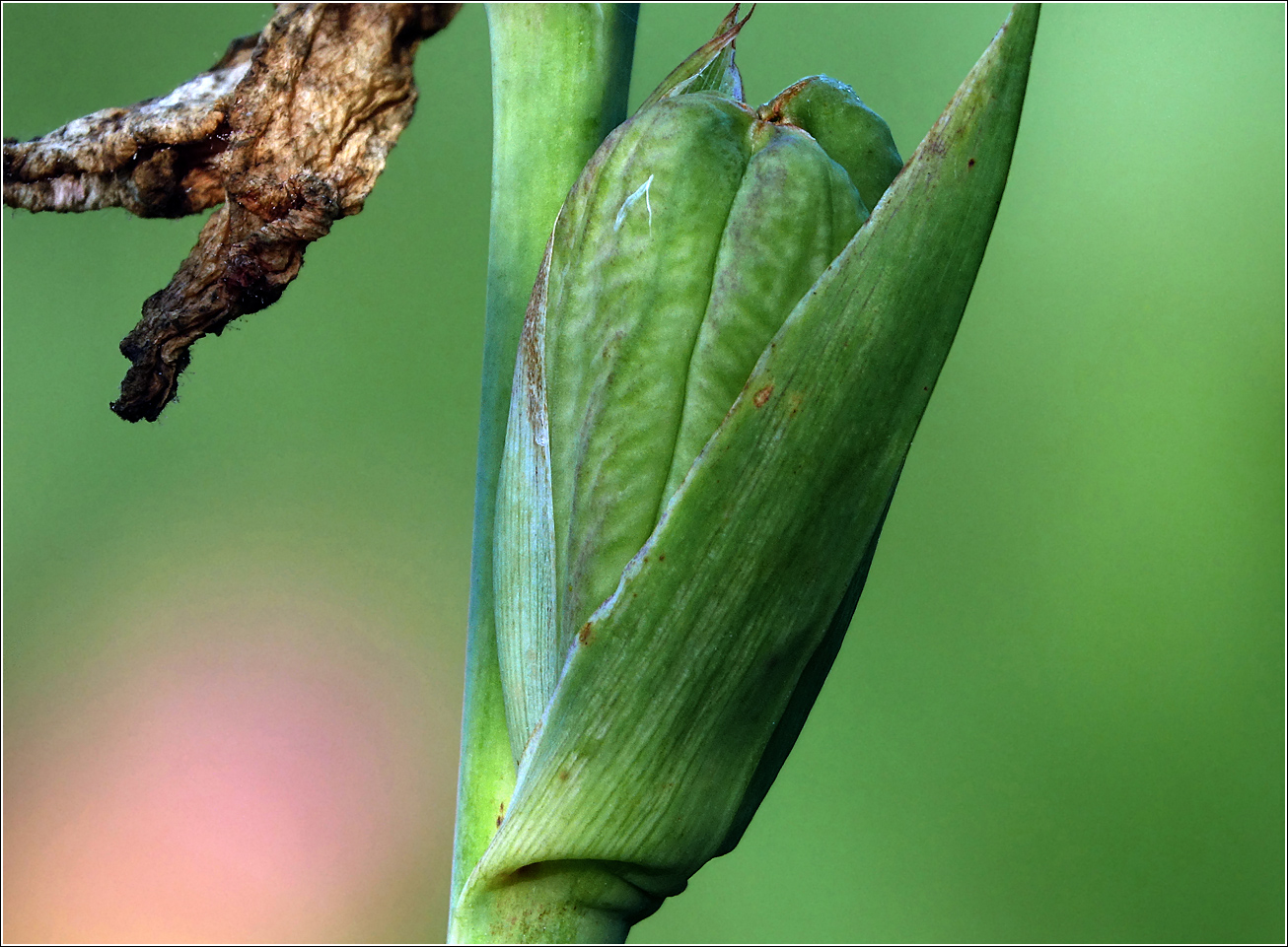 Image of Gladiolus &times; gandavensis specimen.