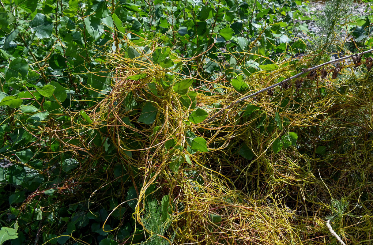 Image of genus Cuscuta specimen.