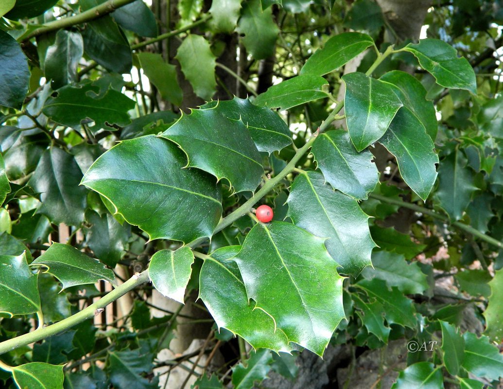 Image of genus Ilex specimen.