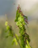 Hedysarum caucasicum. Верхушка соплодия. Карачаево-Черкесия, Урупский р-н, хр. Загедан, Загеданские озёра, ≈ 2600 м н.у.м., морена, альпийский луг. 08.08.2023.