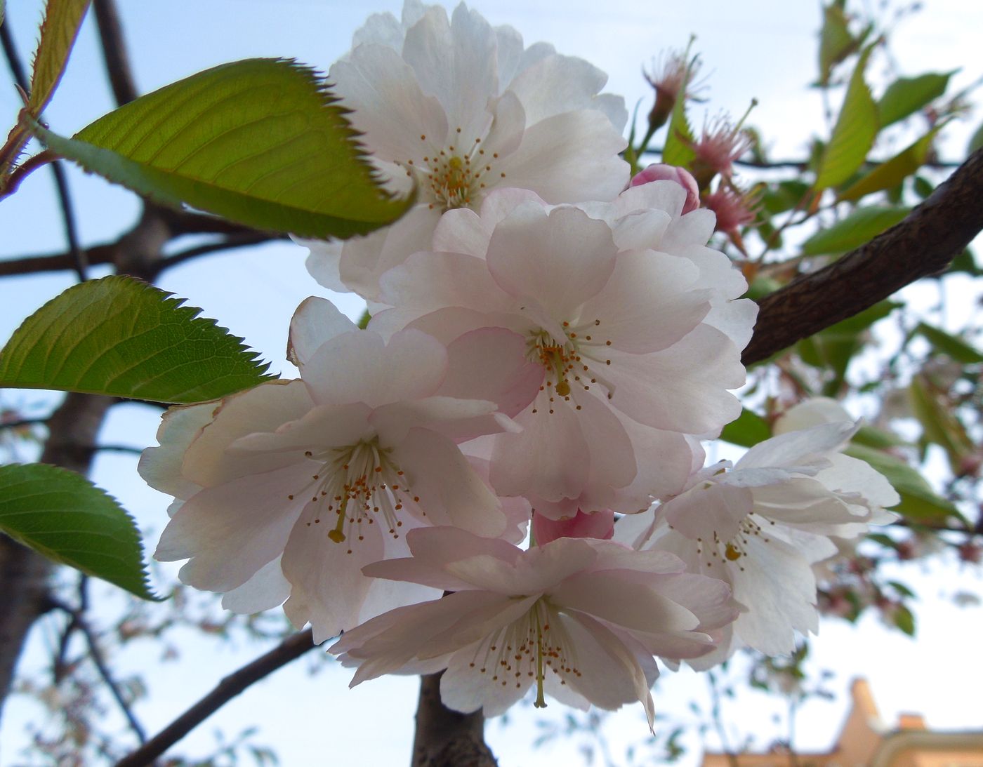 Изображение особи Cerasus sachalinensis.