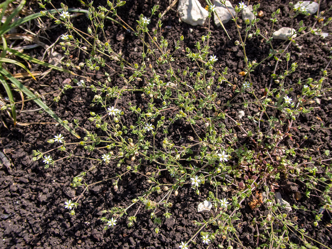 Image of Arenaria serpyllifolia specimen.