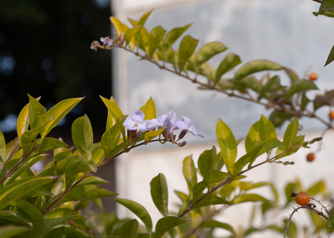 Image of Duranta erecta specimen.