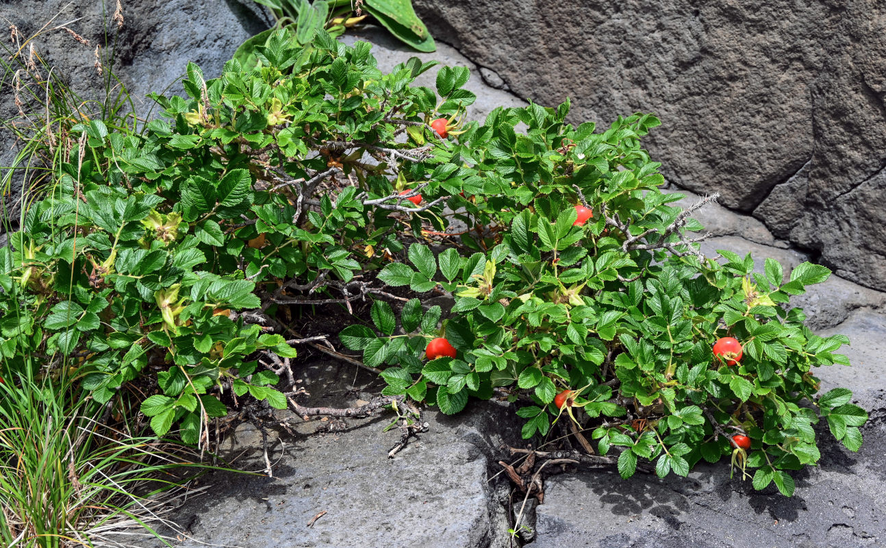 Image of Rosa rugosa specimen.