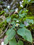 Смотреть изображение Solanum nigrum