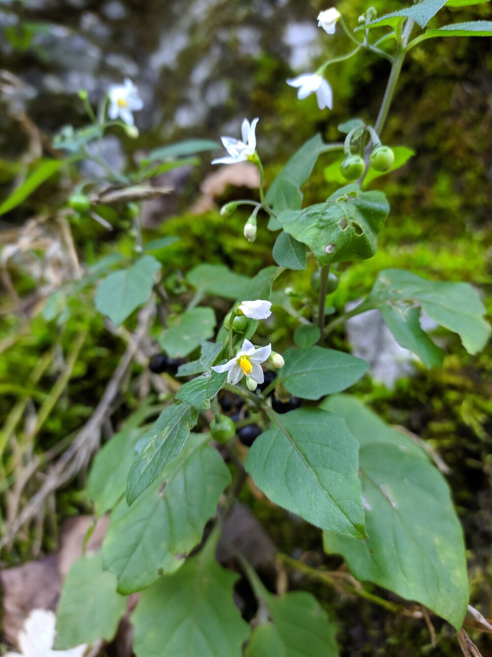 Image of Solanum nigrum specimen.