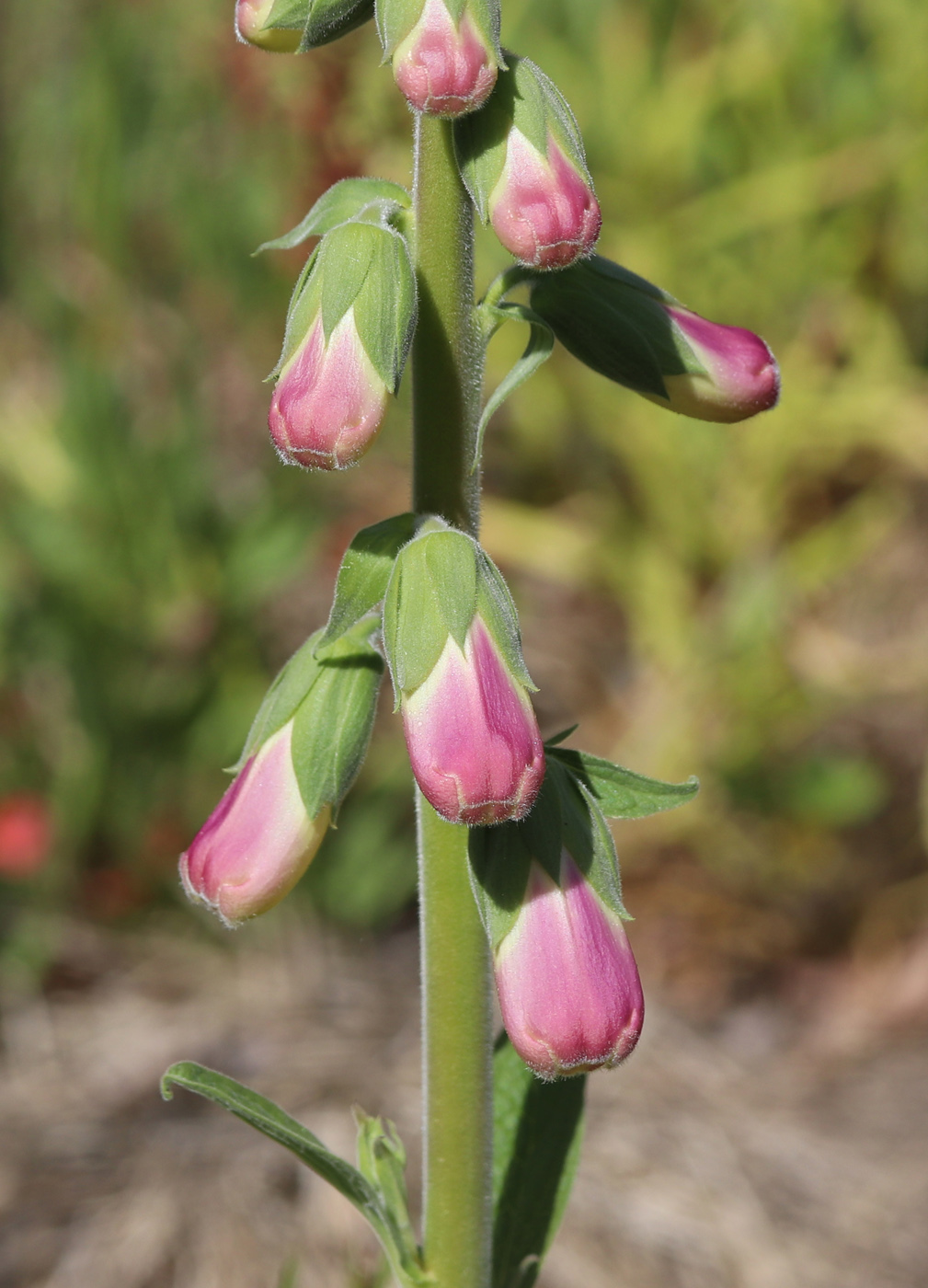 Изображение особи Digitalis purpurea.