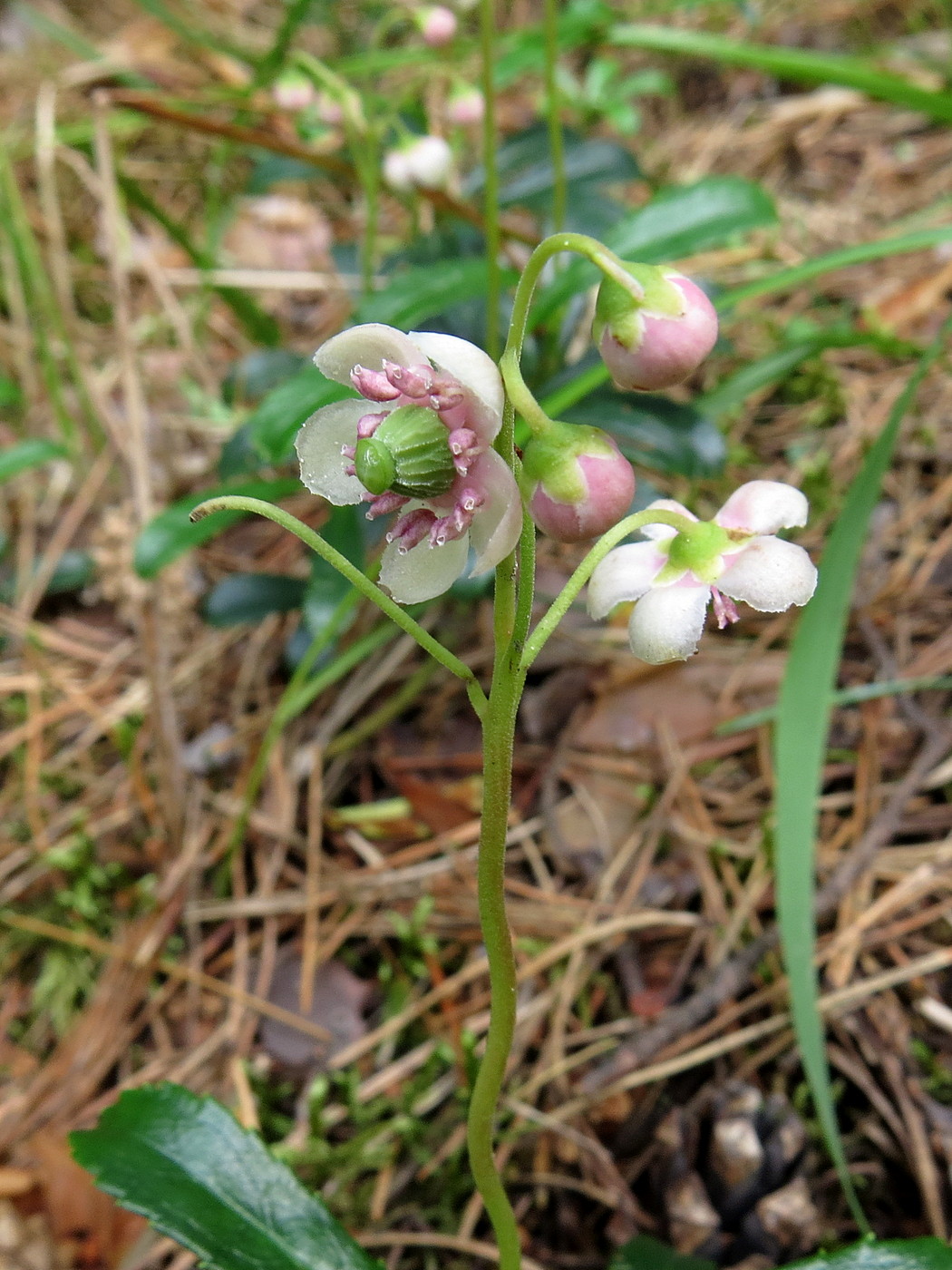 Изображение особи Chimaphila umbellata.