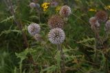 Echinops sphaerocephalus. Верхушки цветущих растений. Тульская обл., Куркинский р-н, окр. степного урочища Горки, берег реки Дон, луг. 30 июля 2024 г.