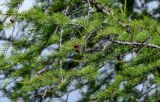 Larix sibirica. Верхушка ветви с шишками. Красноярский край, Таймырский Долгано-Ненецкий р-н, плато Путорана, долина р. Кутарамакан, опушка смешанного леса. 25.07.2023.