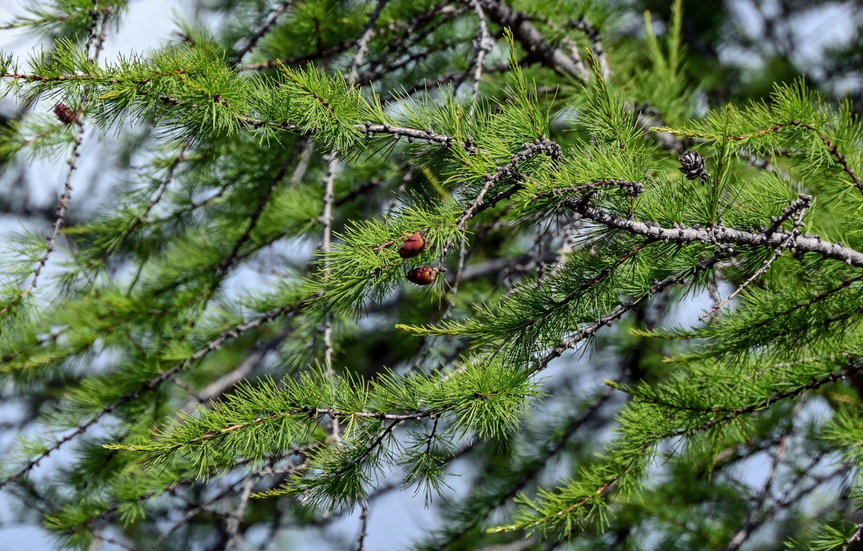 Изображение особи Larix sibirica.