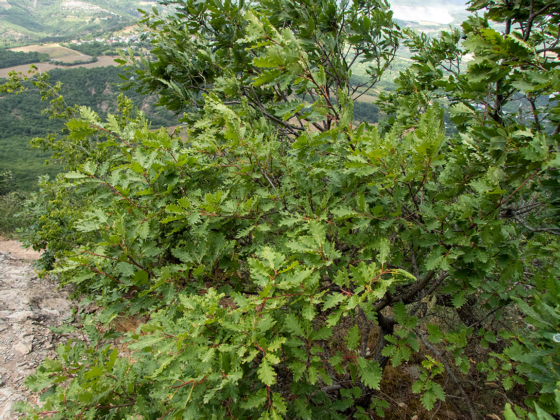 Изображение особи Quercus petraea.