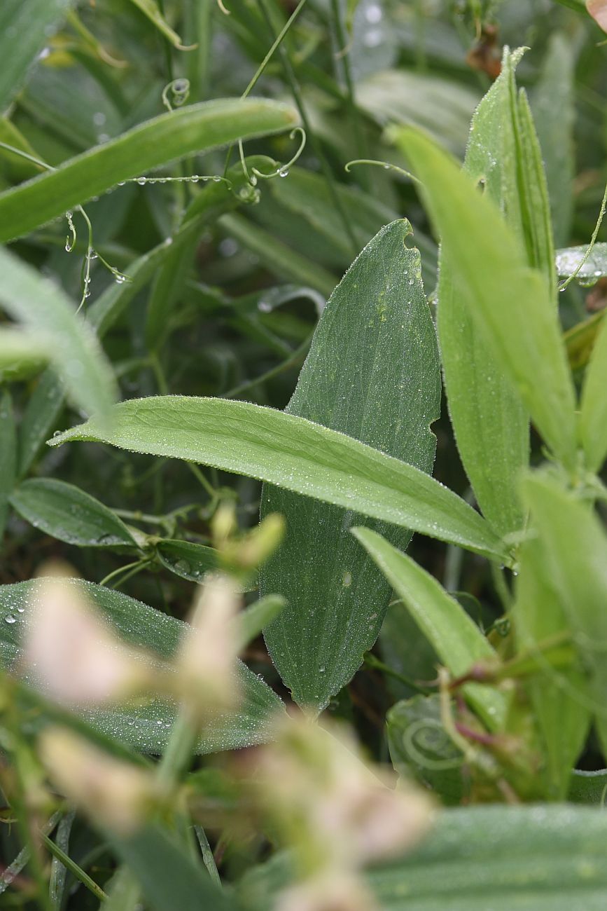 Изображение особи Lathyrus sylvestris.