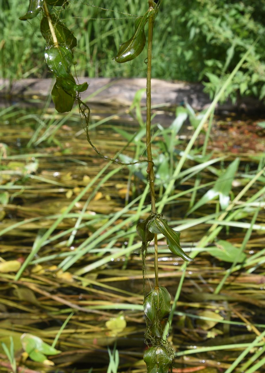 Изображение особи Potamogeton perfoliatus.