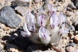 Astragalus nivalis. Соцветие. Таджикистан, Горно-Бадахшанская автономная обл., Мургабский р-н, Аличурская дол., выс. ≈ 3800 м н.у.м., каменистый участок поймы реки. 4 июля 2024 г.