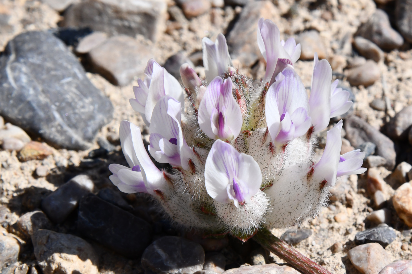 Image of Astragalus nivalis specimen.