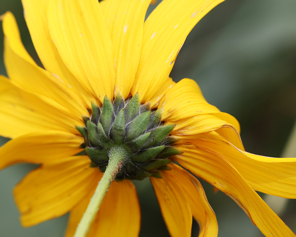 Image of Helianthus rigidus specimen.