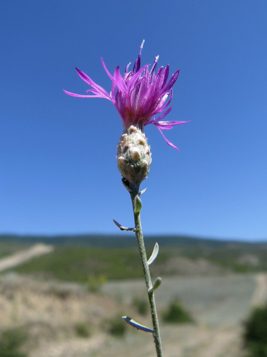 Изображение особи Centaurea transcaucasica.