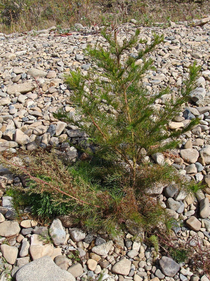 Изображение особи Artemisia scoparia.