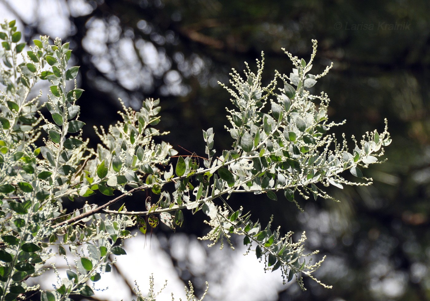 Image of Acacia podalyriifolia specimen.