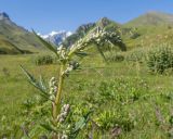 Artemisia vulgaris