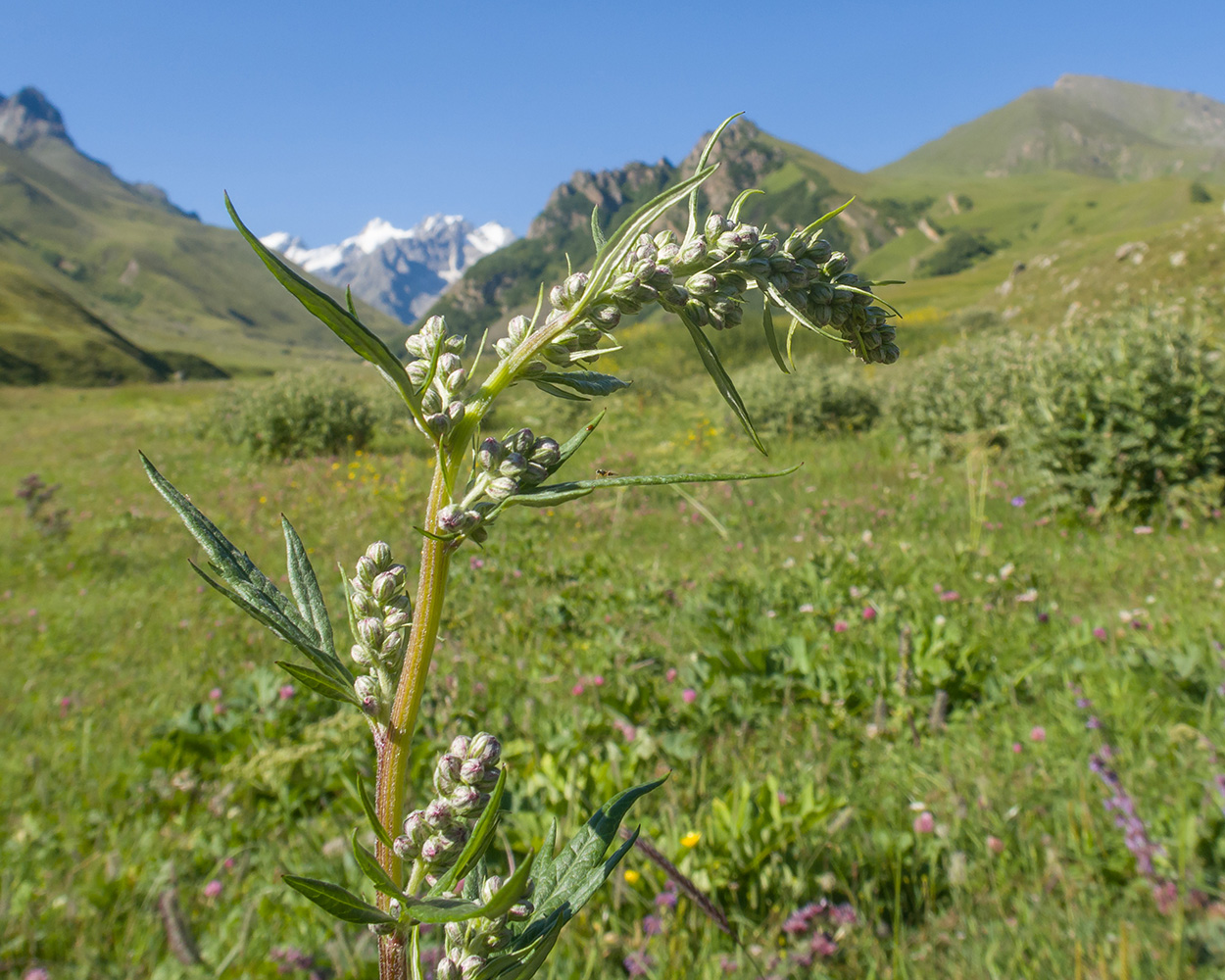 Изображение особи Artemisia vulgaris.