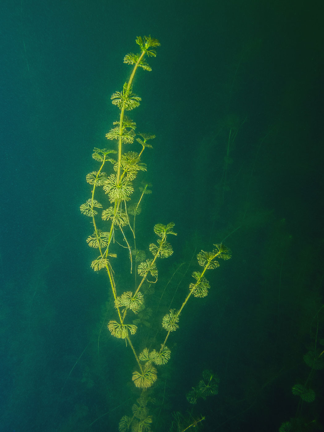 Image of genus Batrachium specimen.