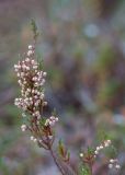 Calluna vulgaris