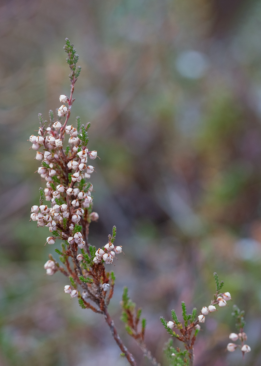 Image of Calluna vulgaris specimen.