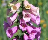 Digitalis purpurea