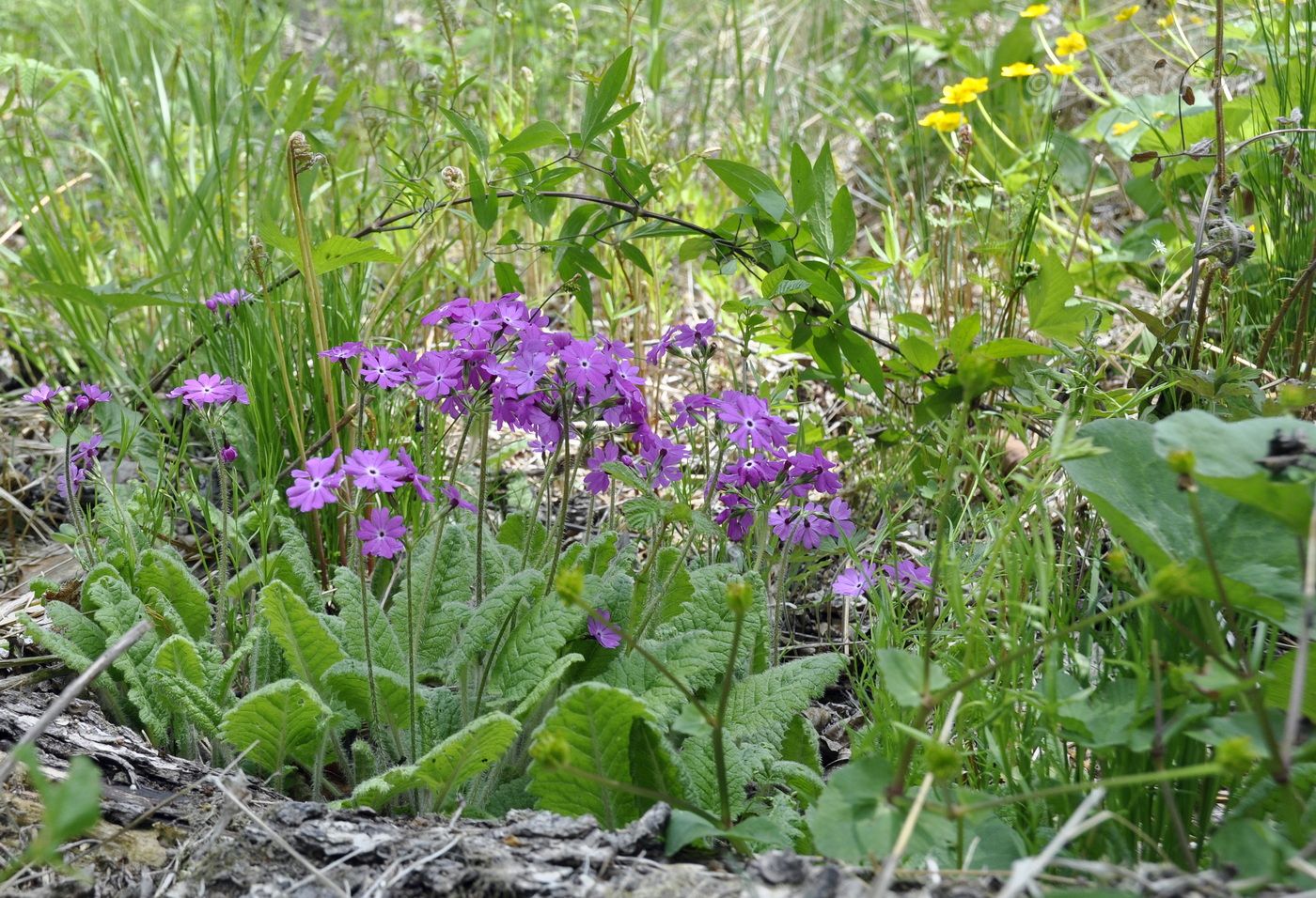 Изображение особи Primula patens.